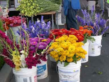 beautiful flowers for sale